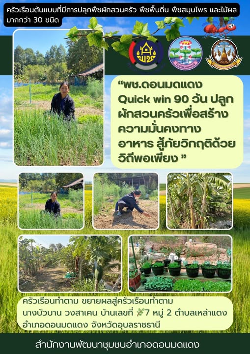พช.อ.ดอนมดแดง ขับเคลื่อนต่อเนื่อง "ครัวเรือนทำตาม" ปฏิบัติการ Quick Win 90 วัน ปลูกผักสวนครัว เพื่อสร้างความมั่นคงทางอาหาร สู้ภัยวิกฤตด้วยวิธีพอเพียง